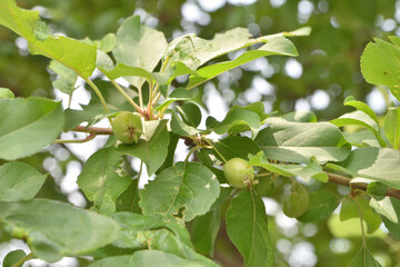建仁寺の梔子の実