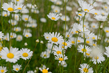 Fototapeta premium Beautiful wild meadow daisies, natural spring and summer landscape, close-up macro photography.