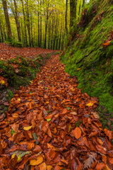 Canal de color oto&ntilde;al surcando por el bosque 