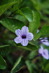 purple flower in the forest