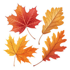 Obraz premium Autumn Leaves Collection Isolated on White Background | Fall Season Maple and Oak Leaf Set