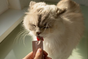 Cat licking treat from human hand