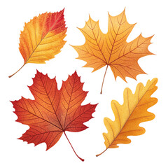 Autumn Leaves Collection Isolated on White Background | Fall Season Maple and Oak Leaf Set