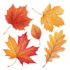 Autumn Leaves Collection Isolated on White Background | Fall Season Maple and Oak Leaf Set