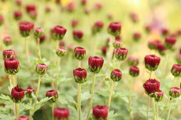 Obraz premium Deep red chrysanthemum buds in the garden: the moment before blooming for floral, botanical, and emotional content