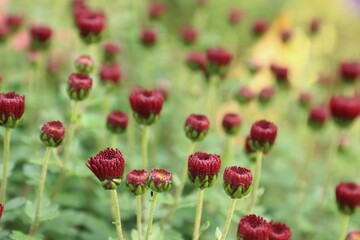 Deep red chrysanthemum buds in the garden: the moment before blooming for floral, botanical, and emotional content
