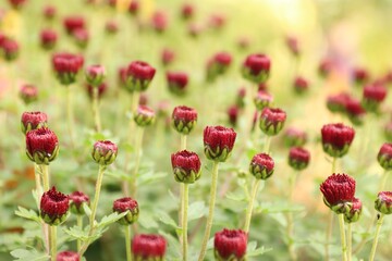 Fototapeta premium Deep red chrysanthemum buds in the garden: the moment before blooming for floral, botanical, and emotional content
