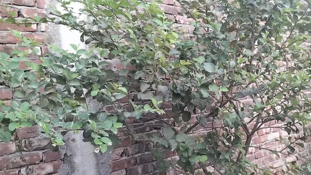 Tropical asian jujube or indian plum tree short video clip, nature footage 