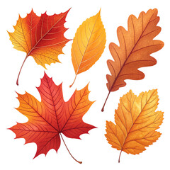 Fototapeta premium Autumn Leaves Collection Isolated on White Background | Fall Season Maple and Oak Leaf Set
