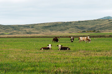 Cows grazing on green pasture with hills. High quality photo