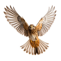 Fototapeta premium PNG of a bird flying downwards with wings extended, perfect for wildlife, nature, flight, and animal motion projects needing dynamic visuals