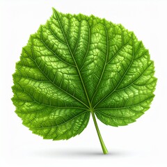 Vibrant green leaf illustration, showcasing detailed veins, embodying natural freshness and organic growth, perfect as a standalone botanical design element