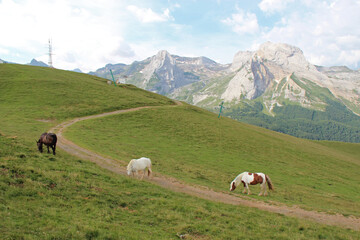 Obraz premium mountain pass (aubisque) in the french pyrénées in france 