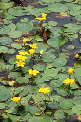 黄色いアサザの花