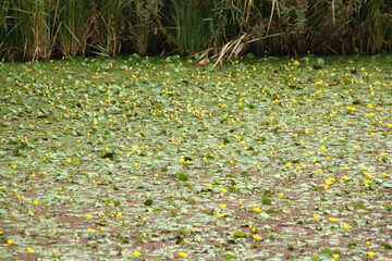 アサザの黄色い花が咲く秋の樋之池公園(兵庫県西宮市)
