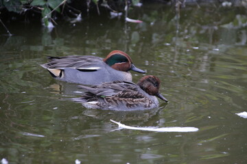 P&auml;rchen Krickenten