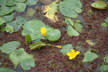 黄色いアサザの花