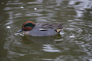 M&auml;nnliche Krickente