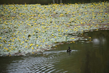 黄色いアサザの花