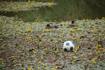 サッカーボールが浮いている黄色いアサザが咲く池