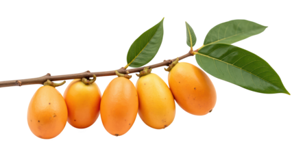 Ripe yellow fruits hanging on branch with green leaves, showcasing vibrant and fresh appearance