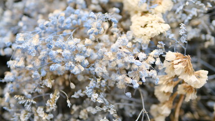 Selective focus dried flowers in the field