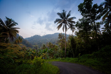 Fototapeta premium Munnar area landscapes in India