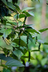 Pepper farm in India