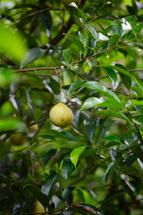 Fresh nutmeg in Munnar India