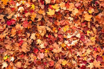 Dry colorful maple leaves covering the forest floor in autumn. Red, orange, and yellow fall foliage creating a natural seasonal background.
