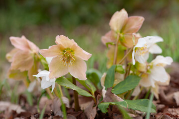 クリスマスローズ23