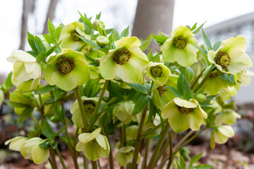 クリスマスローズ21