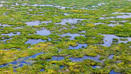 Aerial landscape of Bayou Swamp wetlands summer nature scene sunny day in rural Louisiana LA