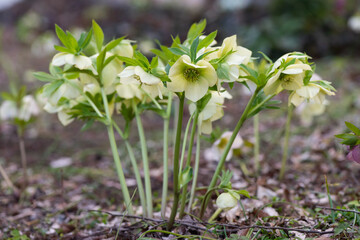 クリスマスローズ9