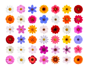Set of Individual Blooming Flowers, Front-Facing Botanical Collection, Isolated on Transparent Background