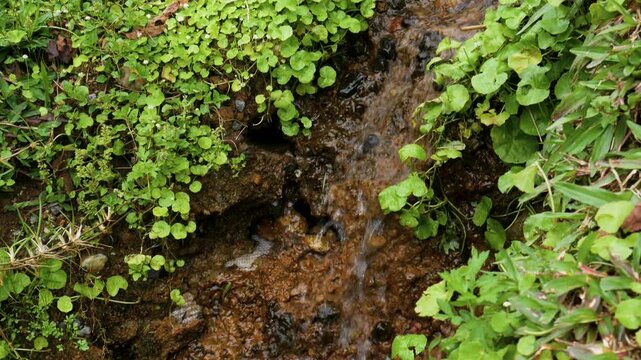 Looping footage of clear stream water trickling over moist soil surrounded by wild green plants. Perfect for natural background, eco themes, or relaxation visuals