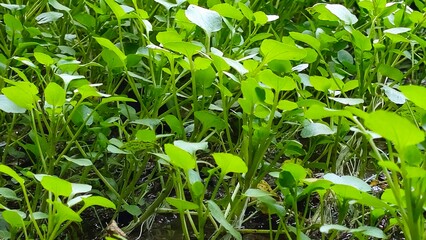 Fresh green watercress growing in natural pond. Close-up of fresh green watercress leaves growing in a farm