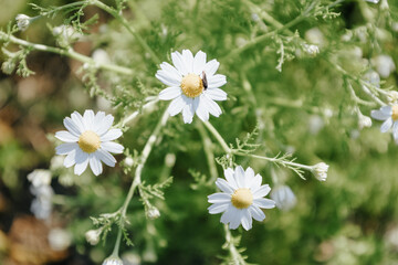 Chamomile Flowers Blooming in Nature