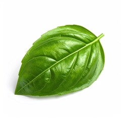Close Up of a Vibrant Green Basil Leaf Isolated Against a Pure White Background with Natural Texture