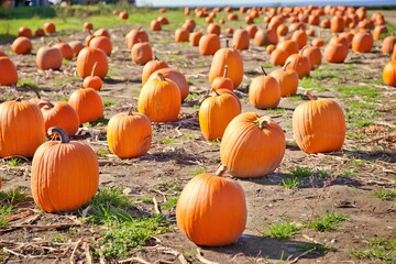 Bright orange pumpkins spread across ground in sunny autumn harvest field
