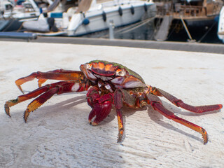 Sally Lightfoot crabs also called Red Rock crabs, macro photography taken Puerto de Mogán coast of Gran Canaria, Spain, Grapsus adscensionis, are native to the Canary Islands, including Gran Canaria. 