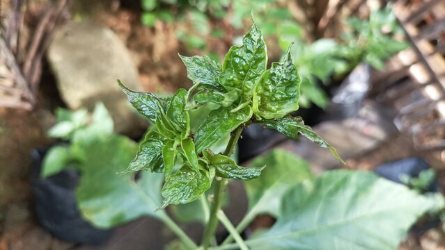 Chili plant leaves appear curly due to aphid or thrips pest attack.