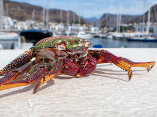 Sally Lightfoot crabs also called Red Rock crabs, macro photography taken Puerto de Mogán coast of Gran Canaria, Spain, Grapsus adscensionis, are native to the Canary Islands, including Gran Canaria. 