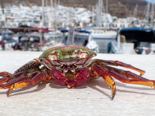 Sally Lightfoot crabs also called Red Rock crabs, macro photography taken Puerto de Mogán coast of Gran Canaria, Spain, Grapsus adscensionis, are native to the Canary Islands, including Gran Canaria. © Jacek