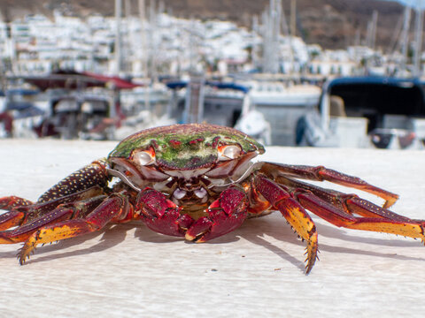 Sally Lightfoot crabs also called Red Rock crabs, macro photography taken Puerto de Mog&aacute;n coast of Gran Canaria, Spain, Grapsus adscensionis, are native to the Canary Islands, including Gran Canaria.