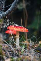 Amanita Muscaria Mushroom Close-Up in Forest, Natural Cloudy Light, Red Fly Agaric Macro Photo