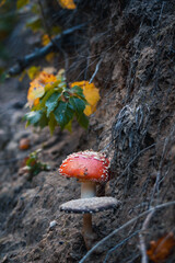 Artistic Close-Up of Amanita Muscaria Fly Agaric Mushroom in Forest 