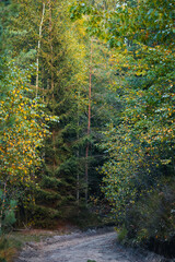 Forest Path in Autumn with Green and Yellow Trees – Natural Woodland Landscape