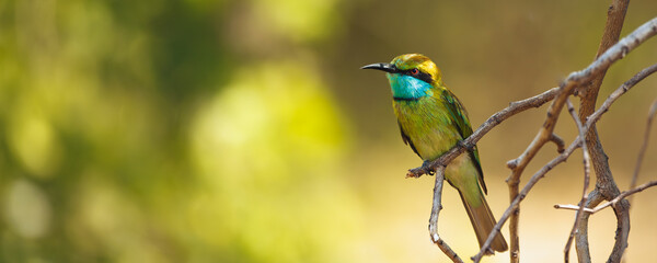 Exotic Bee-Eater Bird Resting on Branch in Lush Sri Lankan National Park
