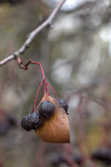 berries on an autumn branch